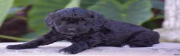 Mini Goldendoodle dogs for sale: Hyacinth - Ad 6