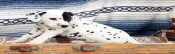 Dalmatian dogs for sale: Princess - Ad 6