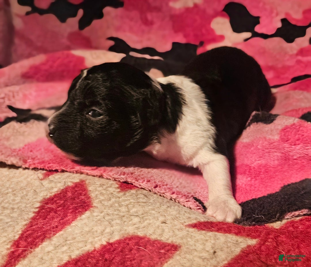 Chihuahua dogs for sale: Cindy - Ad 2