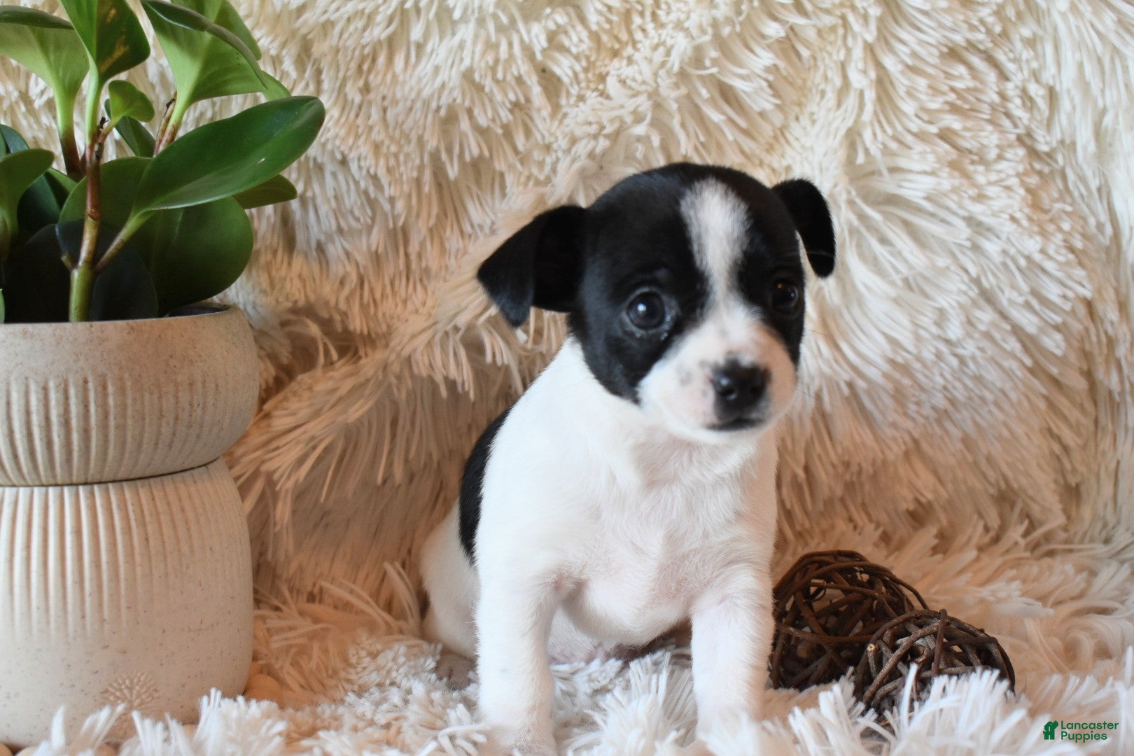 Chihuahua dogs Desiree - Ad 40