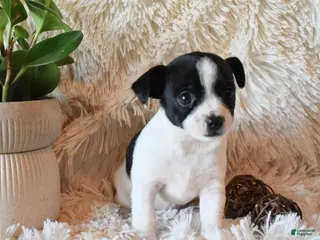 Chihuahua dogs Desiree - Ad 40