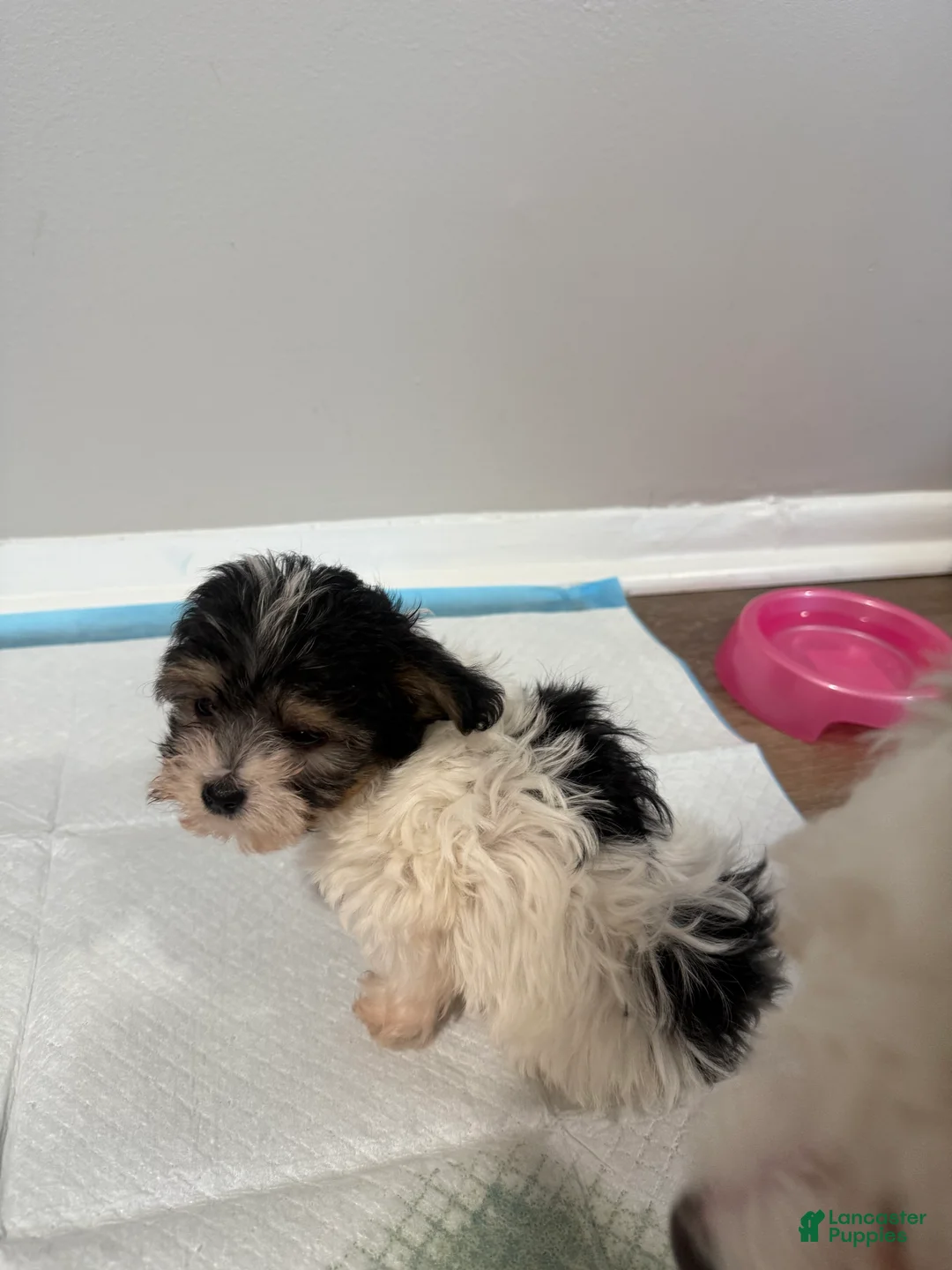Morkie dogs for sale: Morkie Puppy 1 - Ad 3