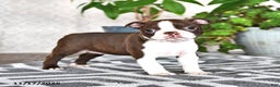 Boston Terrier dogs for sale: Renae - Ad 5