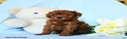 Toy Poodle dogs for sale: Woody - Ad 5