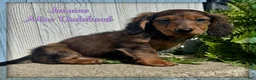 Miniature Dachshund dogs for sale: Jasmine - Ad 1