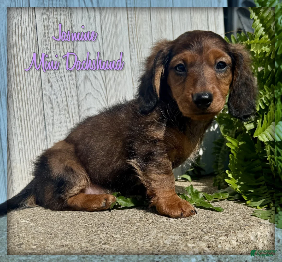 Miniature Dachshund dogs for sale: Jasmine - Ad 1