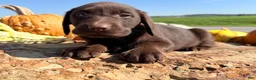 Labrador Retriever dogs for sale: Lucy - Ad 6