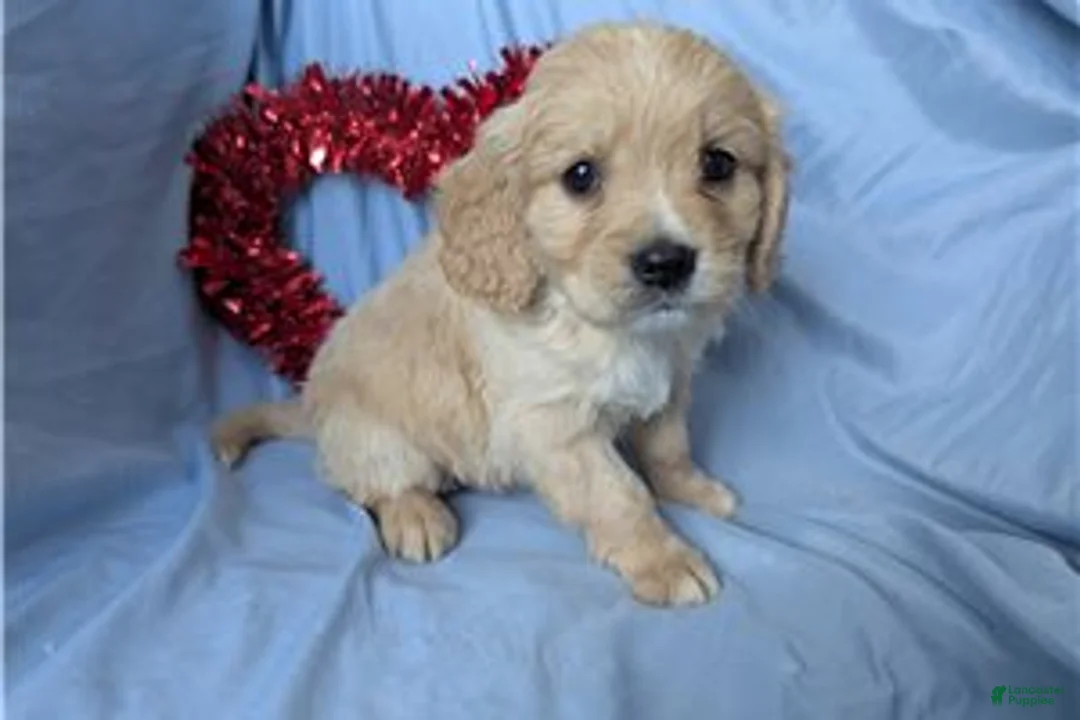 Mixed Breed dogs for sale: Deputy - Ad 9