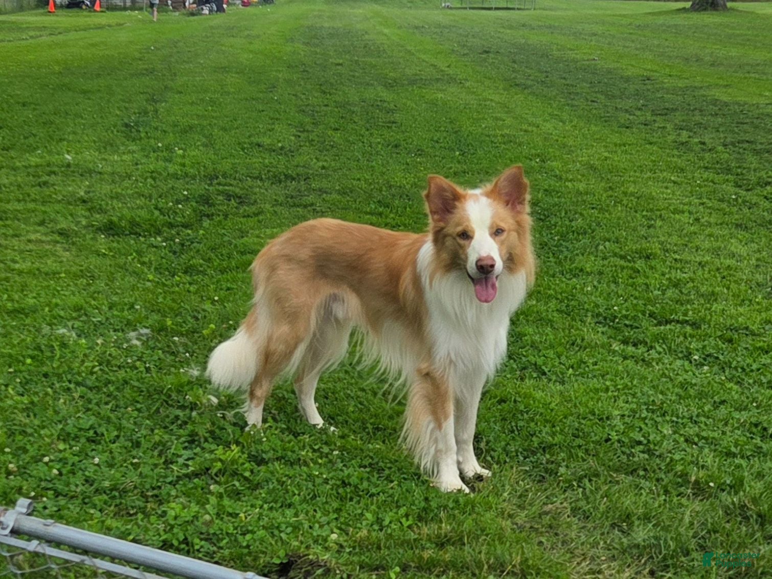 Border Collie dogs Gold/White ABCA & AKC Registered Stud - Ad 11