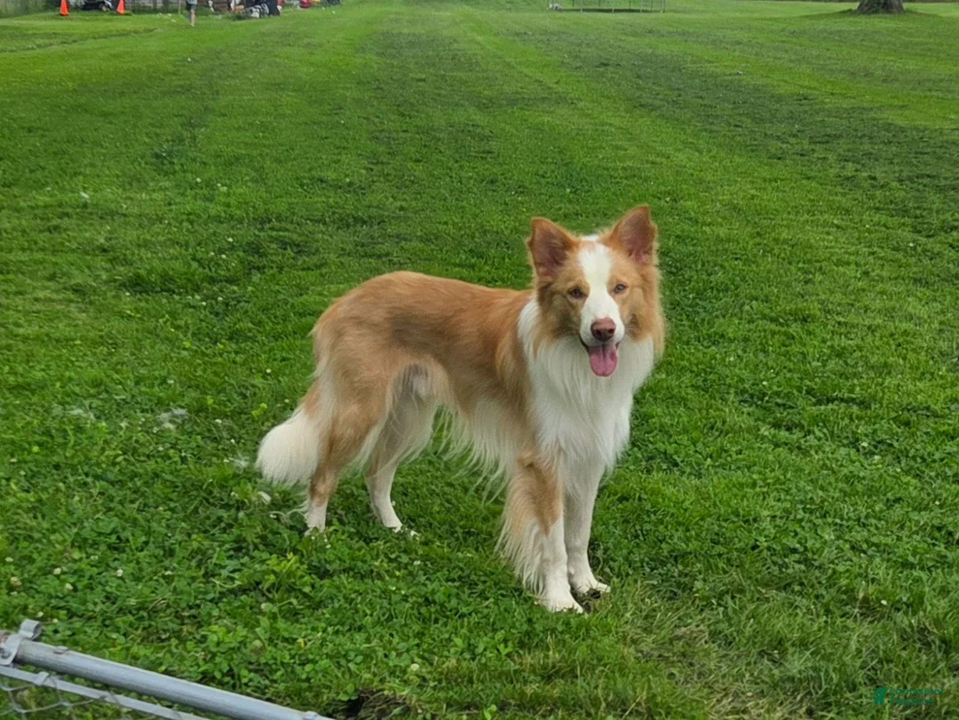 Border Collie dogs for stud: Gold/White ABCA & AKC Registered Stud - Ad 1