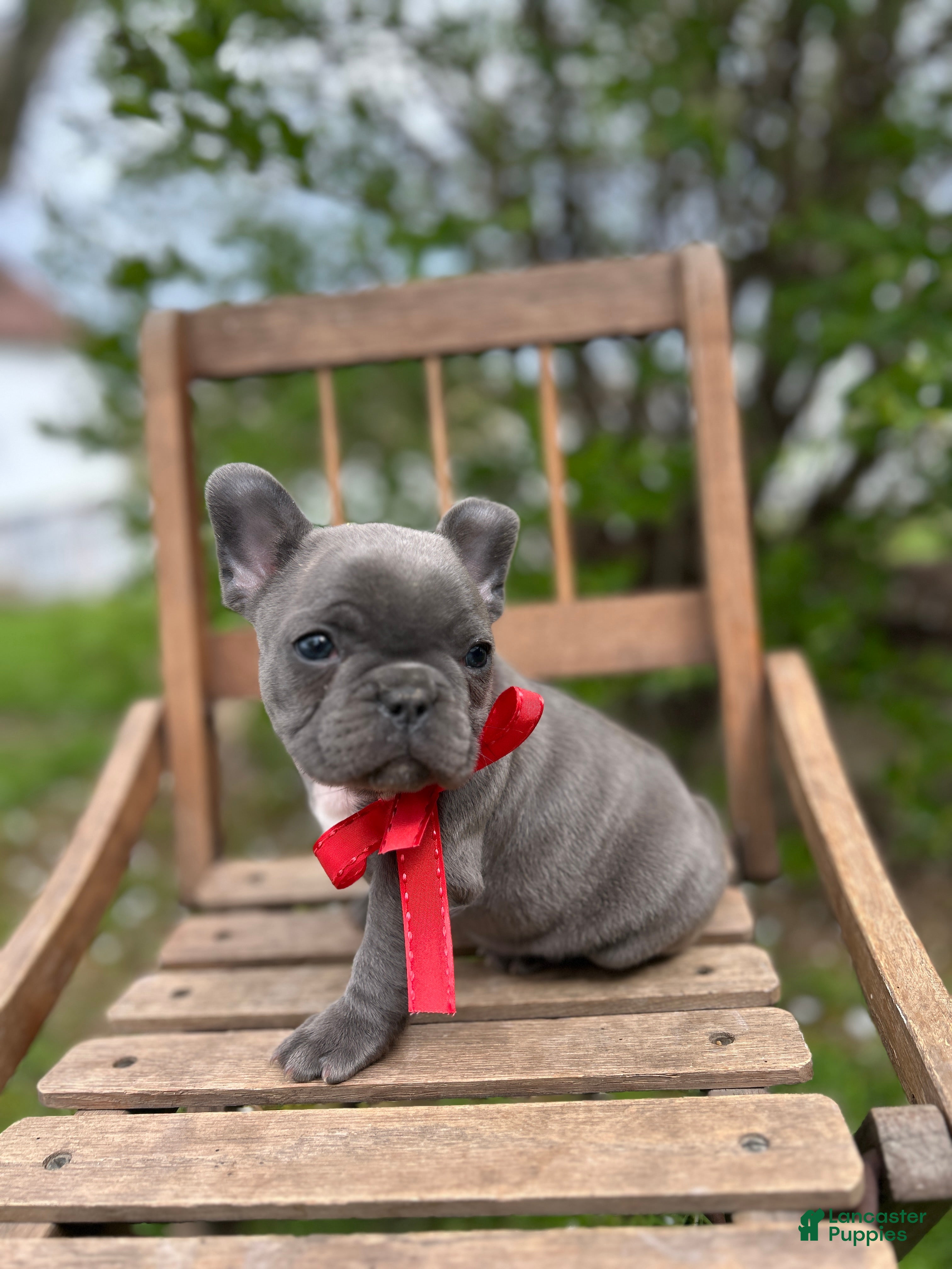 French Bulldog dogs for sale: French Bulldog Puppy 2 - Ad 1