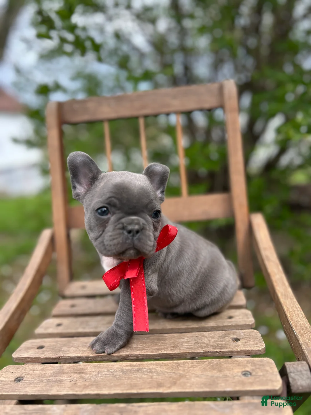 French Bulldog dogs for sale: French Bulldog Puppy 2 - Ad 1