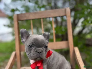French Bulldog dogs for sale: French Bulldog Puppy 2 - Ad 1