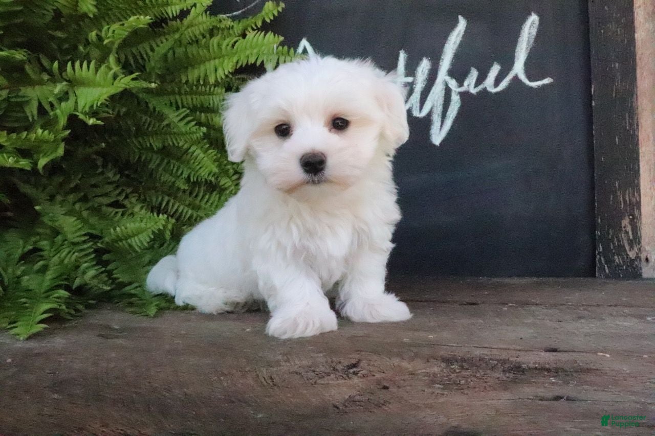Maltese dogs Ashley - Ad 2