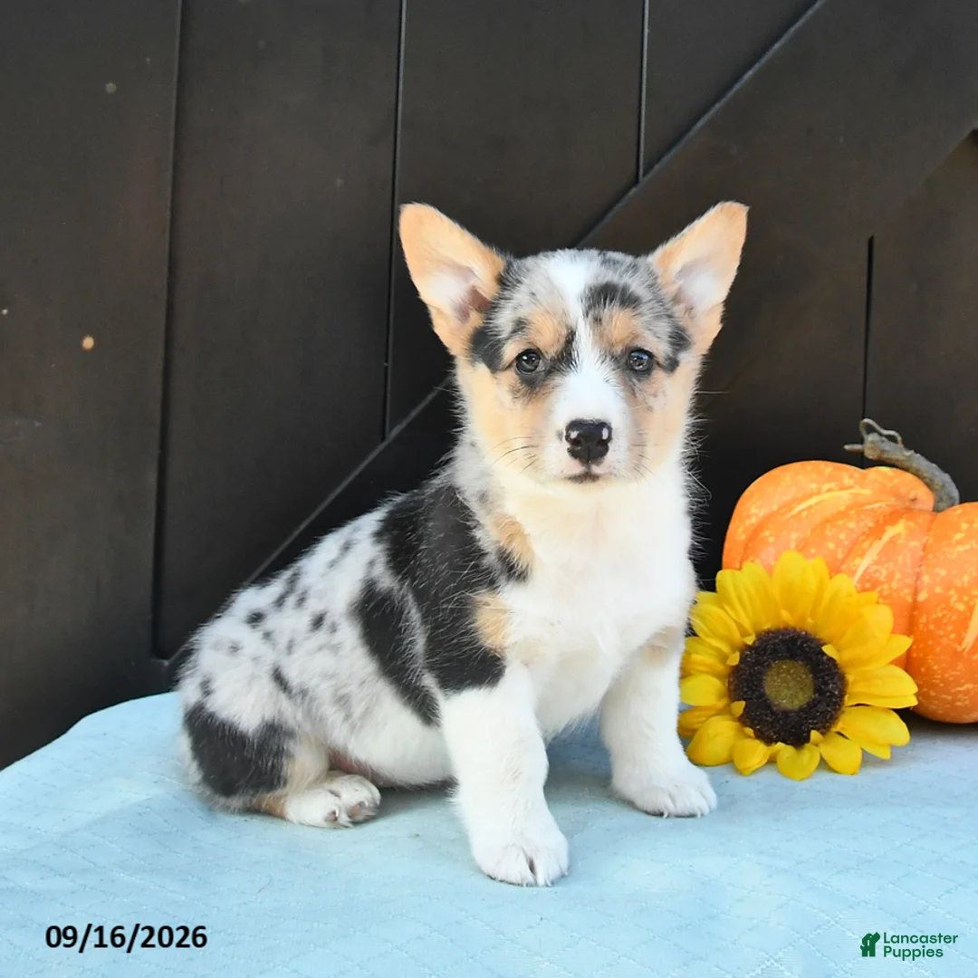 Welsh Corgi Pembroke dogs for sale: Ginger - Ad 1