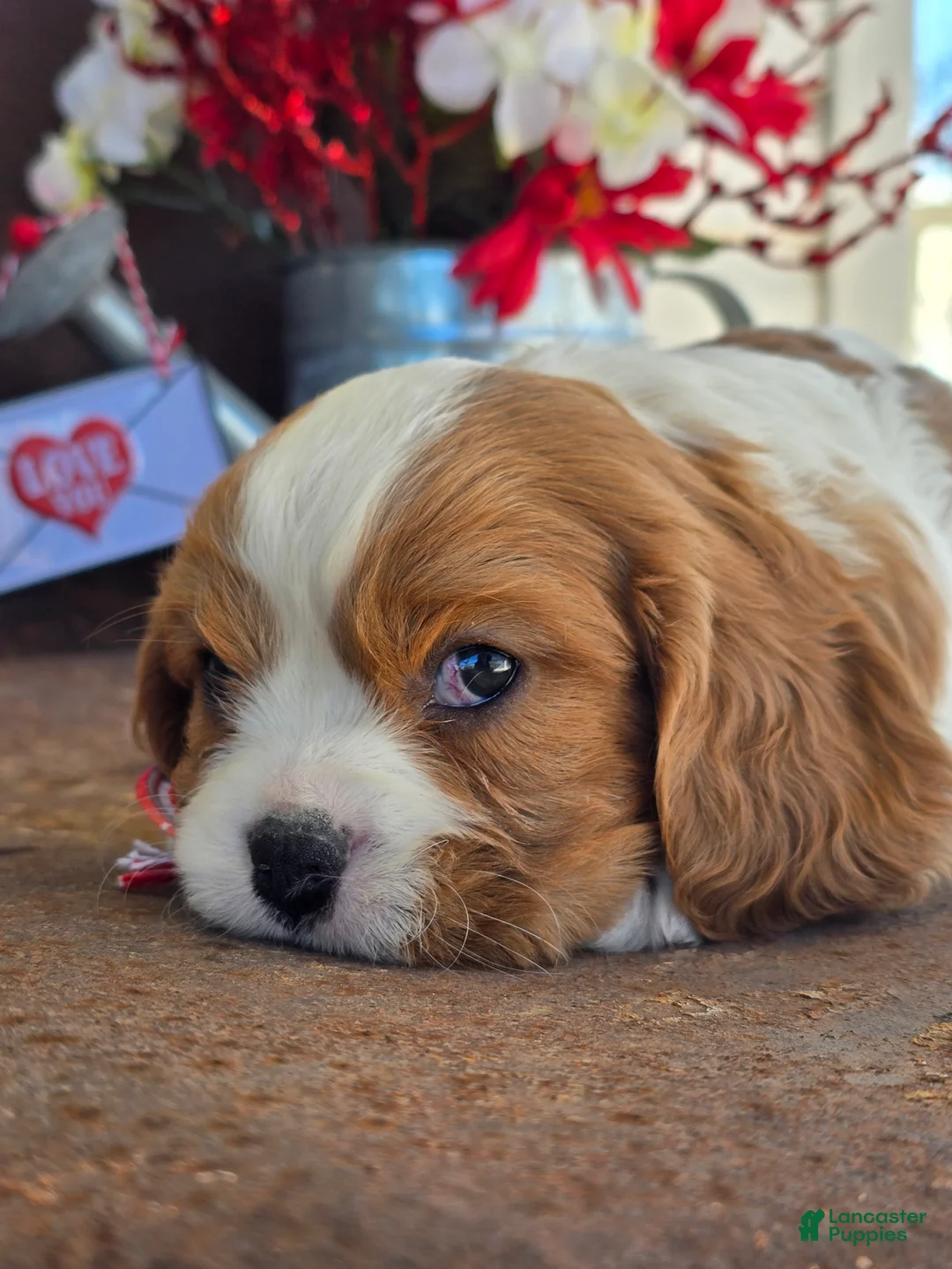 Cavalier King Charles Spaniel dogs for sale: Dillon - Ad 16