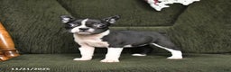 Boston Terrier dogs for sale: Roxie - Ad 7