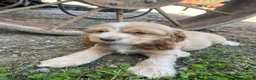 Cocker Spaniel dogs for sale: Joe - Ad 7