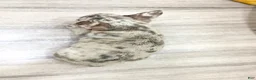 French Bulldog dogs for sale: Marco - Ad 4