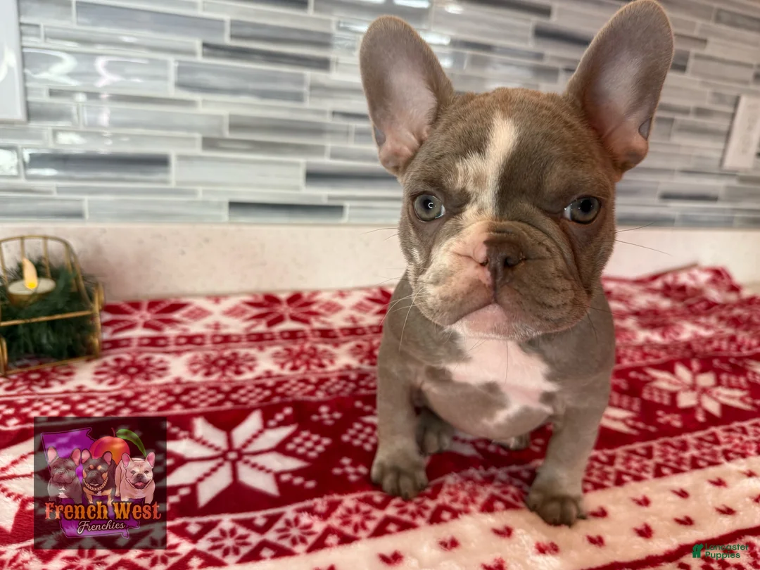 French Bulldog dogs for sale: French Bulldog Puppy 5 - Ad 4