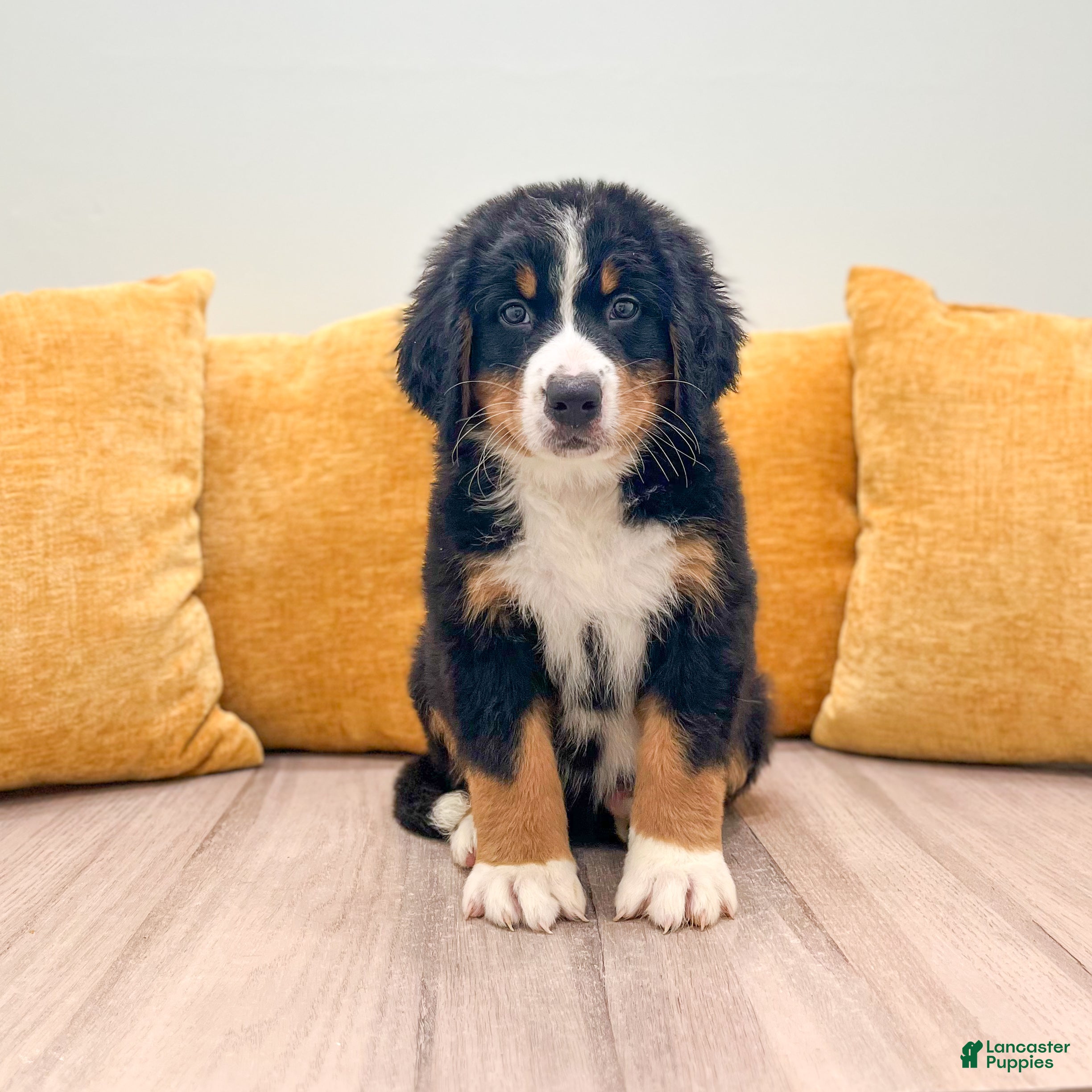 Bernese Mountain Dog dogs Lola - Ad 1