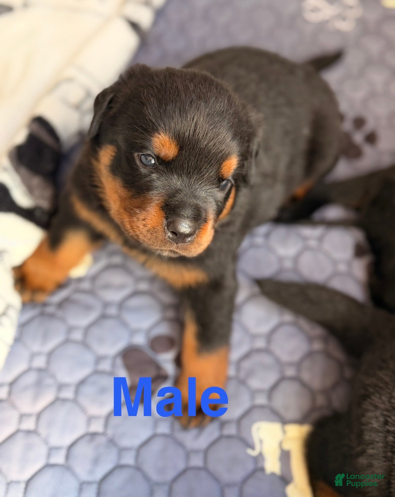 Rottweiler dogs Rottweiler Puppy 3 - Ad 3