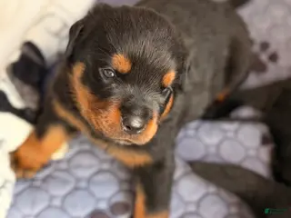 Rottweiler dogs Rottweiler Puppy 3 - Ad 3