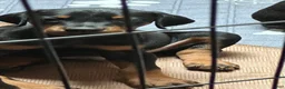 Doberman Pinscher dogs for sale: Doberman Pinscher 2 - Ad 2