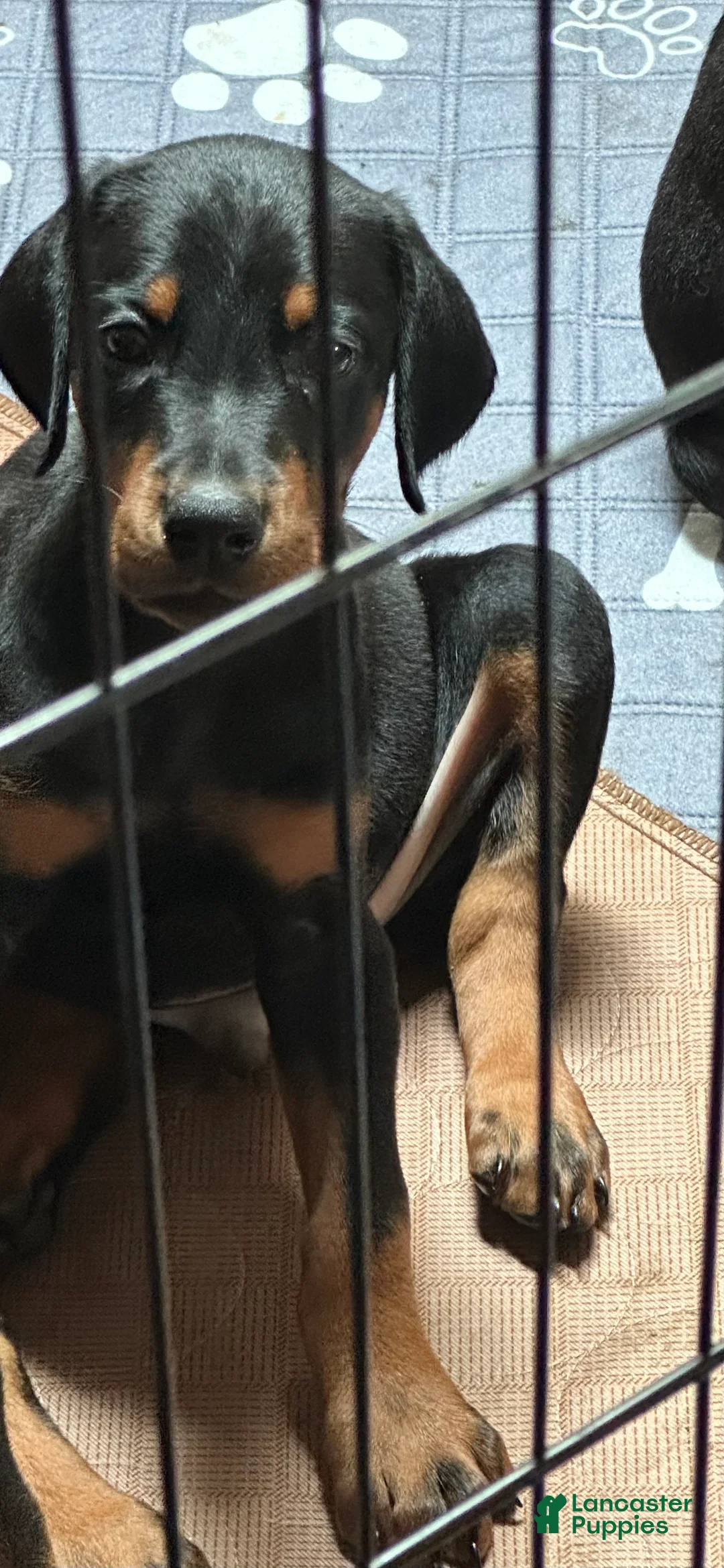 Doberman Pinscher dogs for sale: Doberman Pinscher 2 - Ad 2