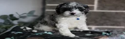 Cavapoo dogs for sale: Hudson - Ad 7