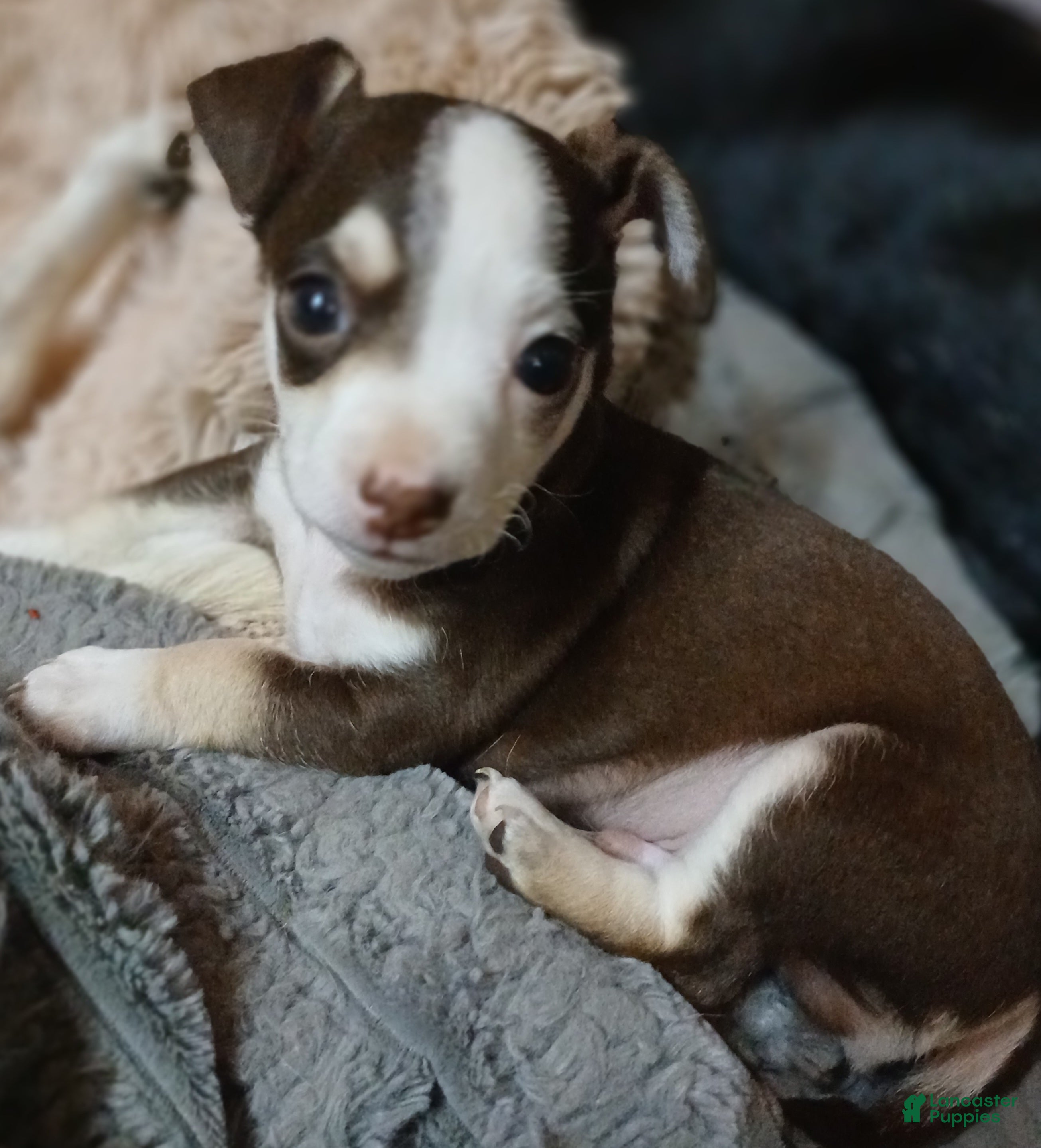 Chihuahua dogs Brownie boy - Ad 14