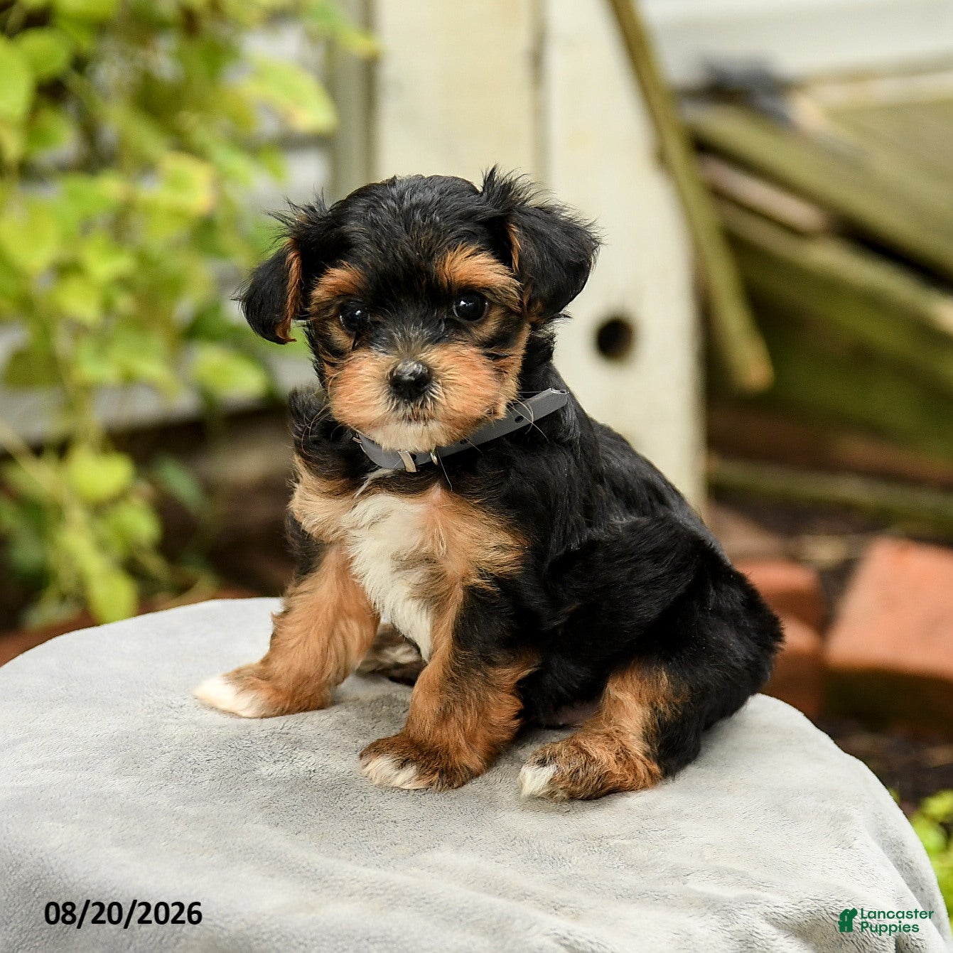 Yorkiepoo dogs Porter - Ad 1
