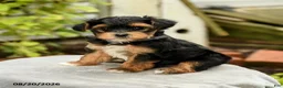 Yorkiepoo dogs for sale: Porter - Ad 1