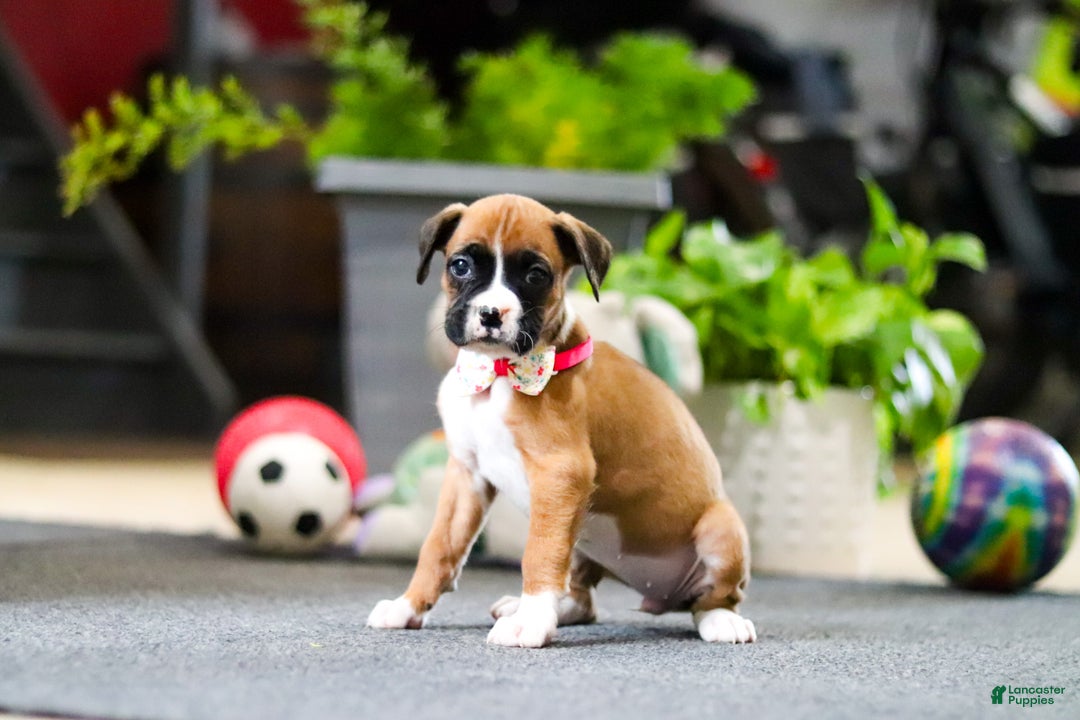 Boxer dogs for sale: Maxl - Ad 6