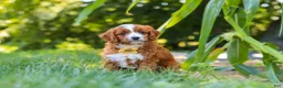 Cavapoo dogs for sale: Rocky - Ad 6