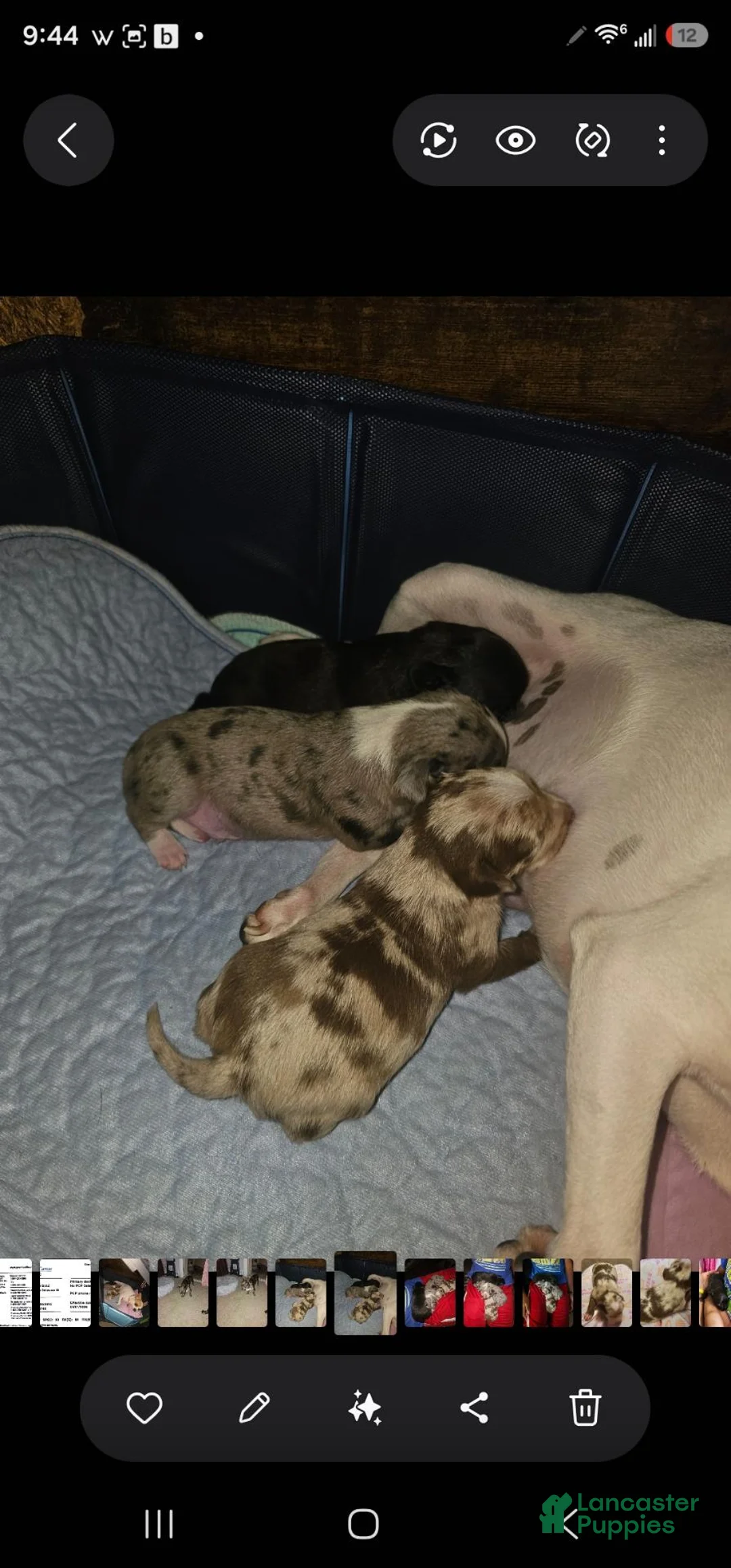 Chihuahua dogs for sale: Chihuahua 3 - Ad 9