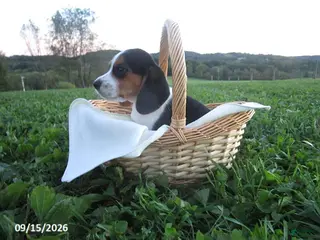 Beagle dogs Polly - Ad 19