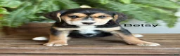 Mixed Breed dogs for sale: Betsy - Ad 1