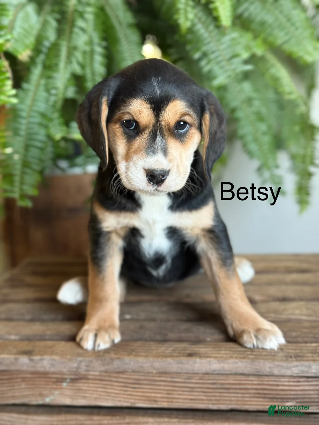 Mixed Breed dogs for sale: Betsy - Ad 1