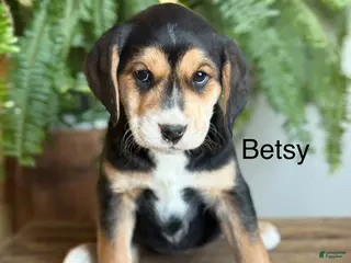Mixed Breed dogs Betsy - Ad 15