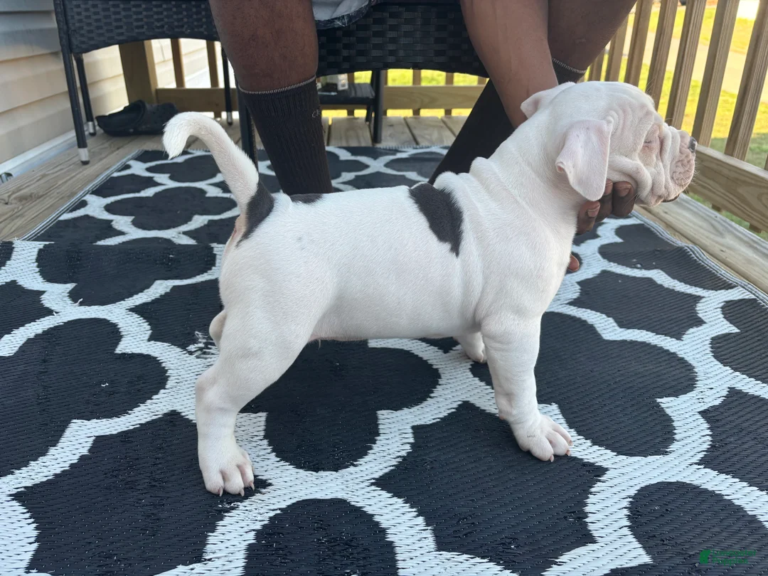 American Bully dogs for sale: American Bully Puppy 1 - Ad 2