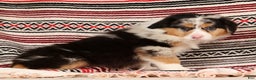 Australian Shepherd dogs for sale: Hunter - Ad 7