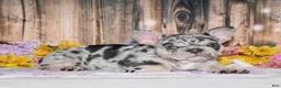 French Bulldog dogs for sale: Tinsley - Ad 1