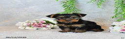 Yorkshire Terrier dogs for sale: Codey - Ad 5