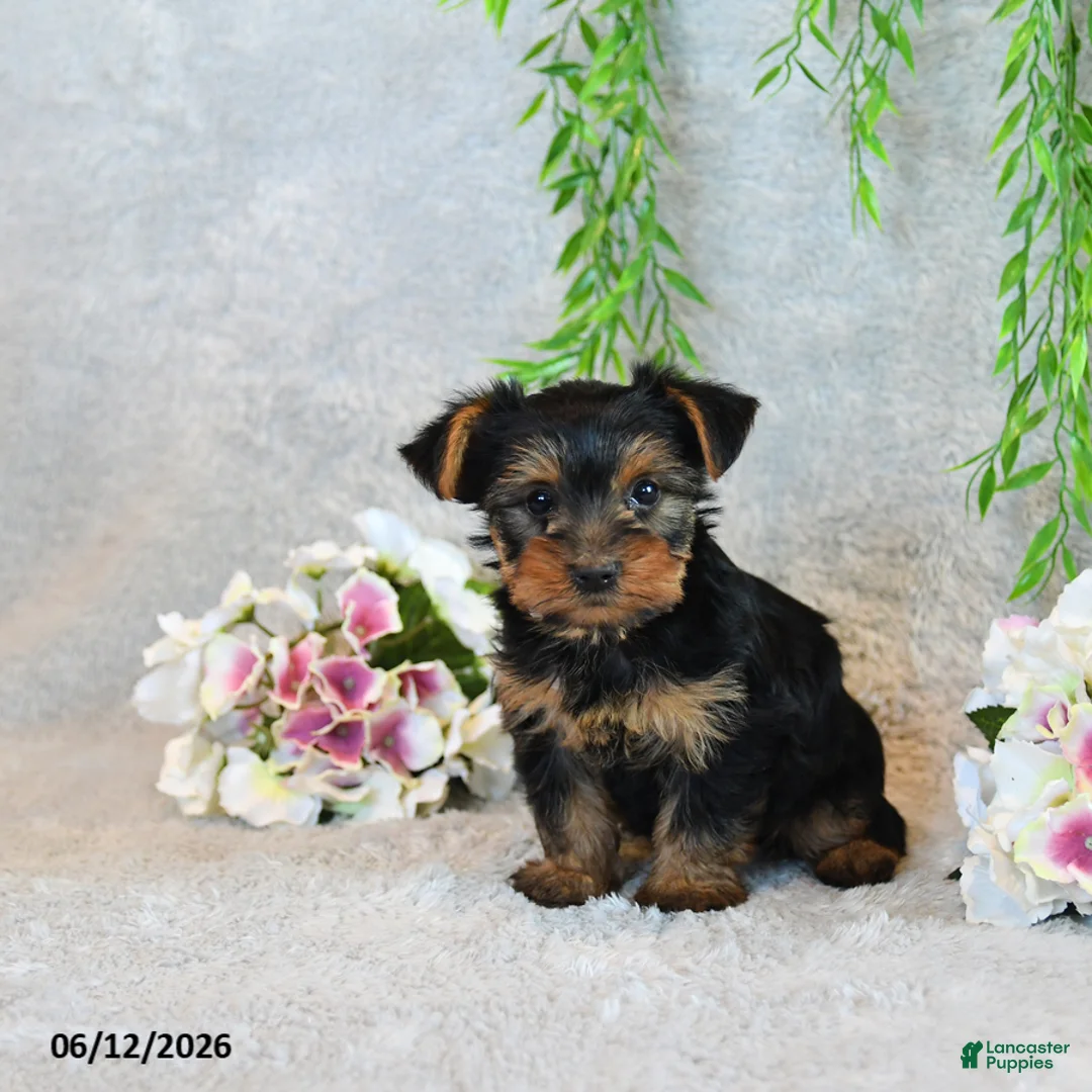 Yorkshire Terrier dogs for sale: Codey - Ad 5