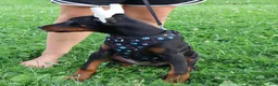 Doberman Pinscher dogs for sale: Doberman Pinscher 4 - Ad 16
