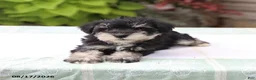 Miniature Schnauzer dogs for sale: Pedro - Ad 4