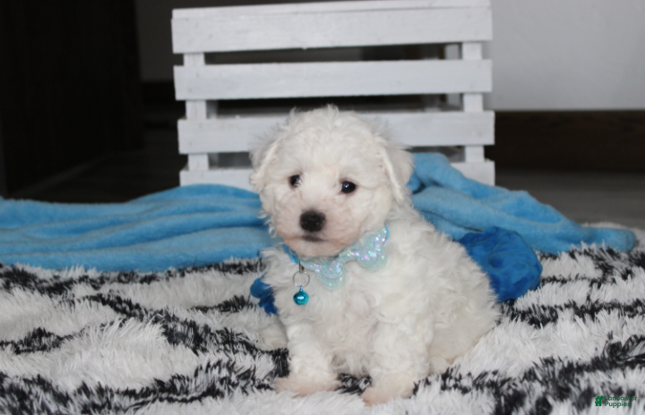 Bichon Frise dogs Karter  - Ad 2