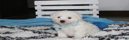 Bichon Frise dogs for sale: Karter  - Ad 2