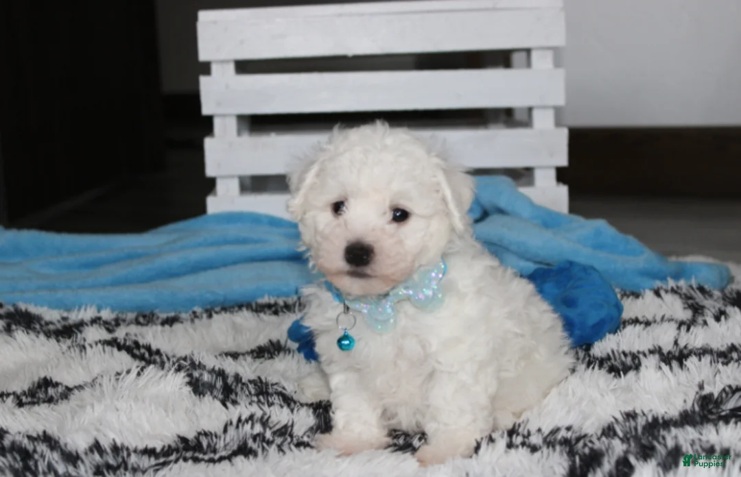 Bichon Frise dogs for sale: Karter  - Ad 2